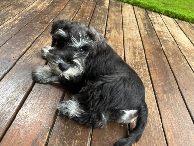 Puppies – miniature schnauzer