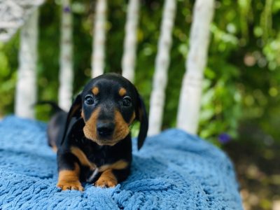 Mini Dachshund Puppies- Ready Now!