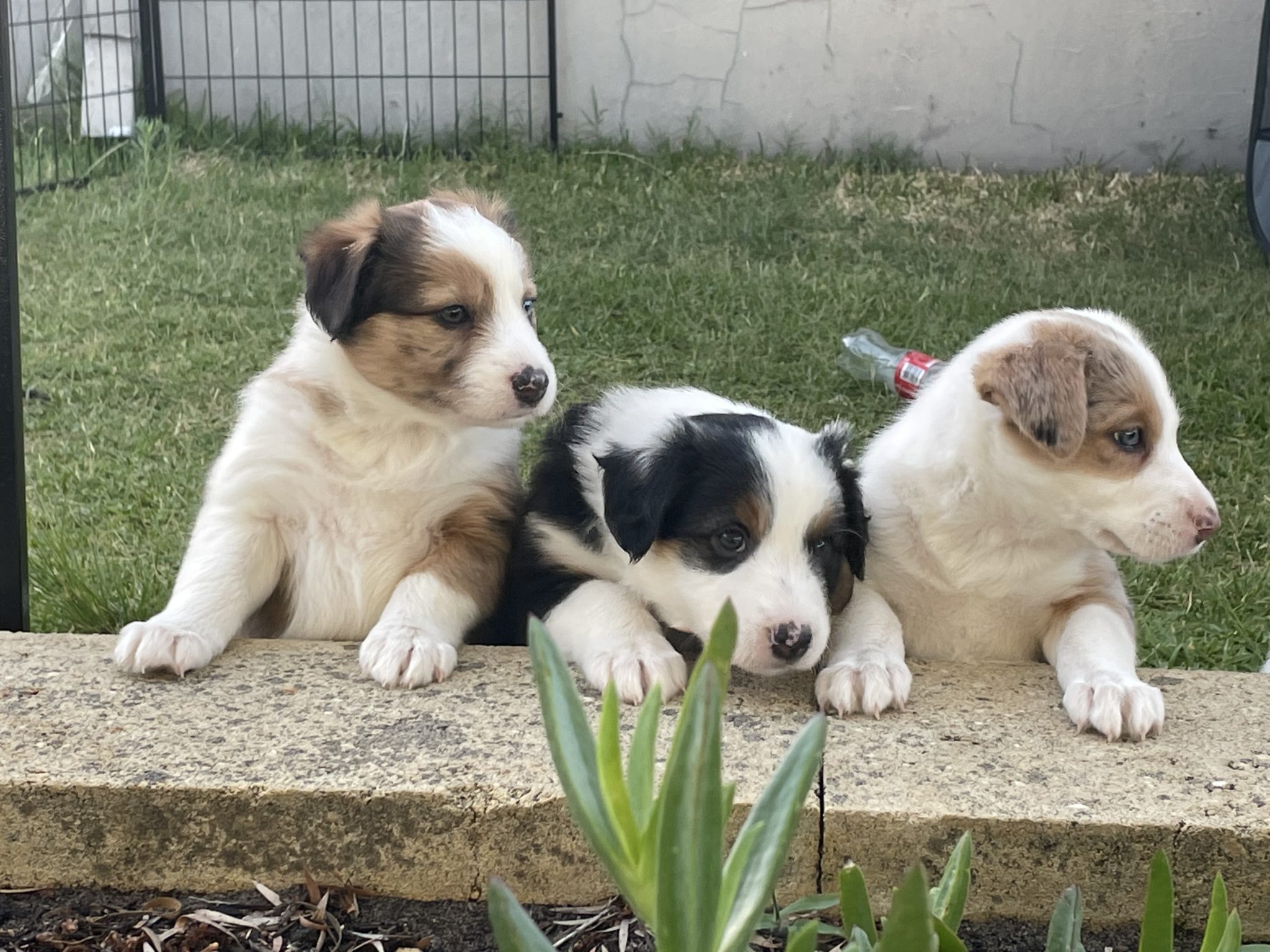 Border Collie Pups