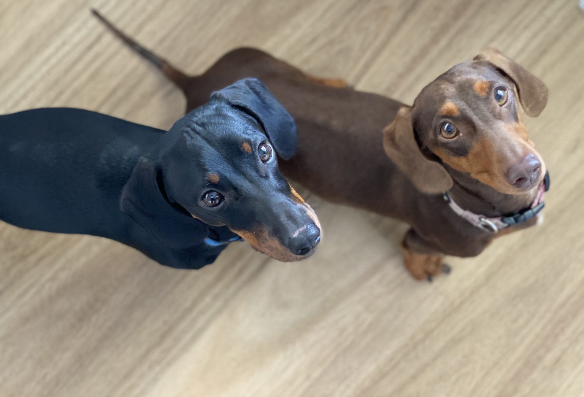 Purebred Miniture Dachshund Puppies - Ready to go