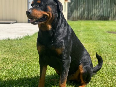 Rottweiler pups for sale