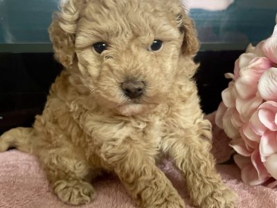 1 ONLY – Female Pure Toy Poodle