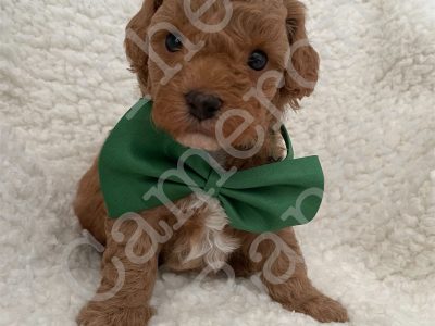 Theodores registered with papers (Toy Cavoodles)