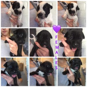 Bullarab x bullmastiff