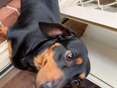 Purebred Miniature Dachshund Puppies