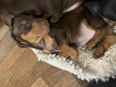 Mini Dachshund Puppies- Ready Now!
