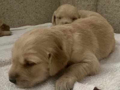 Golden Retriever (American)