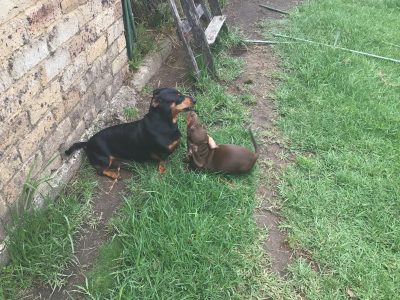 Miniature Dachshund puppies