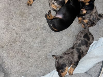Miniature Dachshund puppies