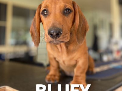 Delightful Pure Dachshund Puppies