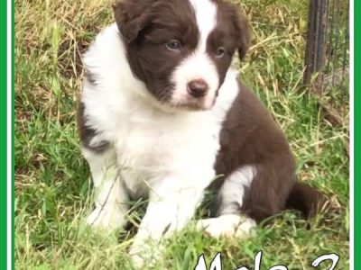 Purebred Border Collies