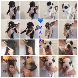 Bullarab x bullmastiff