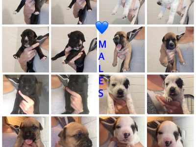 Bullarab x bullmastiff