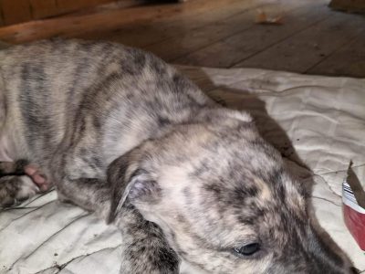 Beautiful purebred. Whippets