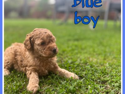 Purebred Toy Poodle Puppies