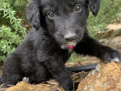 Flat Coated Retriever X Border Collie