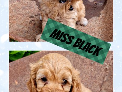 F1 Cavoodle Puppies NEED 💗HOMES