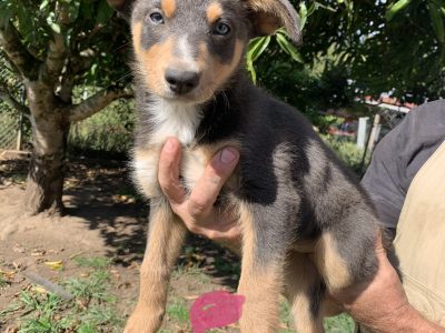 Australian Kelpie pups