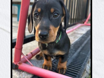 Purebred Miniture Dachshund Puppies – Ready to go