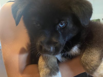 German Shepherd x Siberian Husky