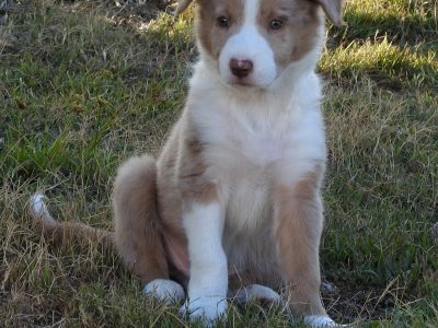 Purebred border collies $1600: