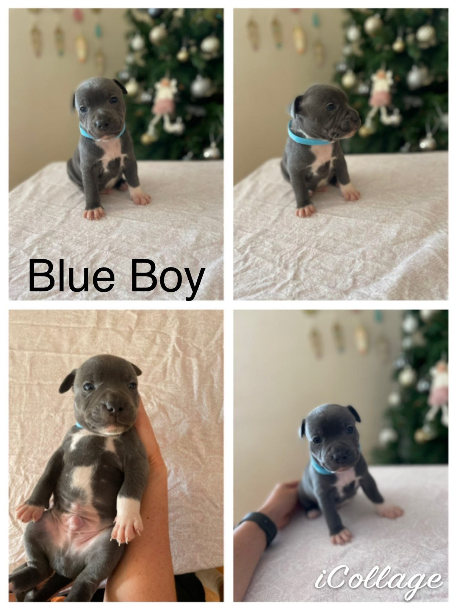 Purebred Blue English Staffy Pups