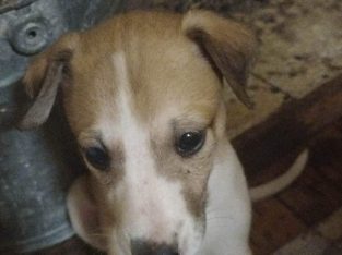 Beautiful purebred. Whippets