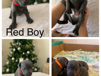 Purebred Blue English Staffy Pups