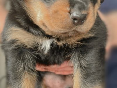 Purebred Rottweiler puppies