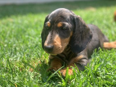 1 Gorgeous Miniature Dachshund Boy available