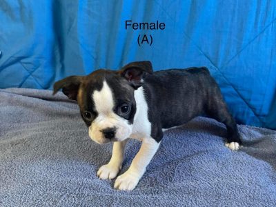 Boston Terrier Puppies