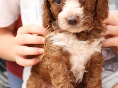 Spoodle x Cavoodle Puppies