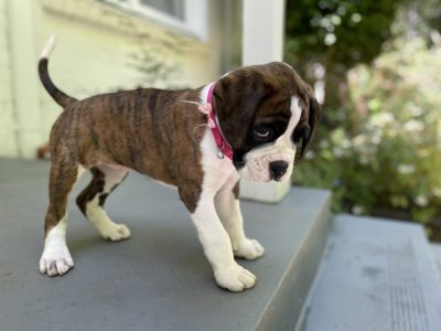 Purebred Boxer puppies for sale