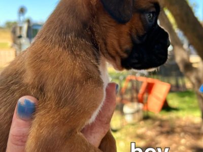 BEAUTIFUL PUREBRED BOXER PUPS