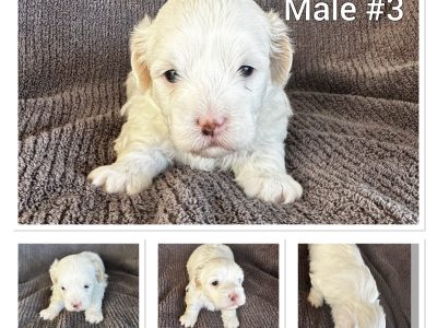 Maltese Shih Tzu puppies