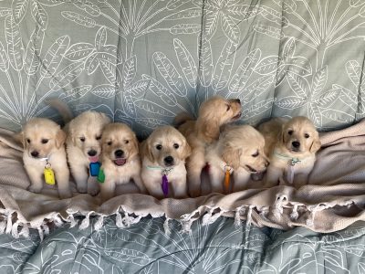 Golden Retriever Puppies – Ready NOW