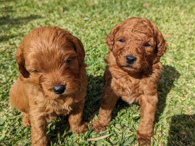 F1b red coat toy cavoodle puppies