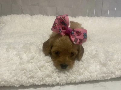 Toy Cavoodle puppies