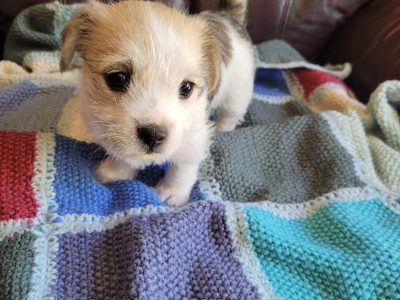 Maltese Shih Tzu – Cranbourne North