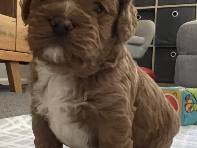 Toy Cavoodle – Drouin