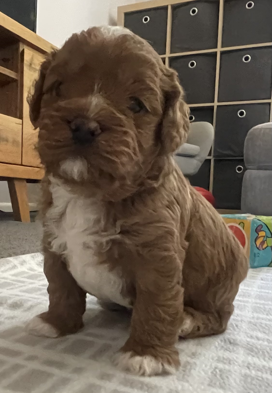 BOY Toy Cavoodle Available