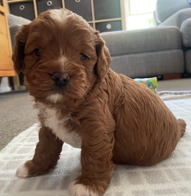 BOY Toy Cavoodle Available