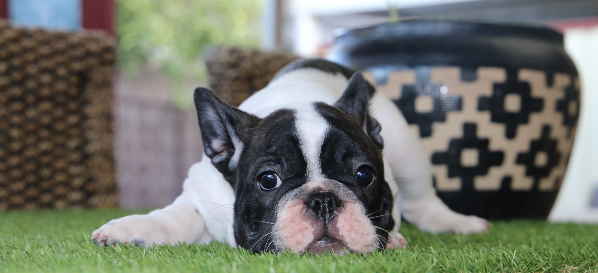 French Bulldog White Brindle Male For Sale!