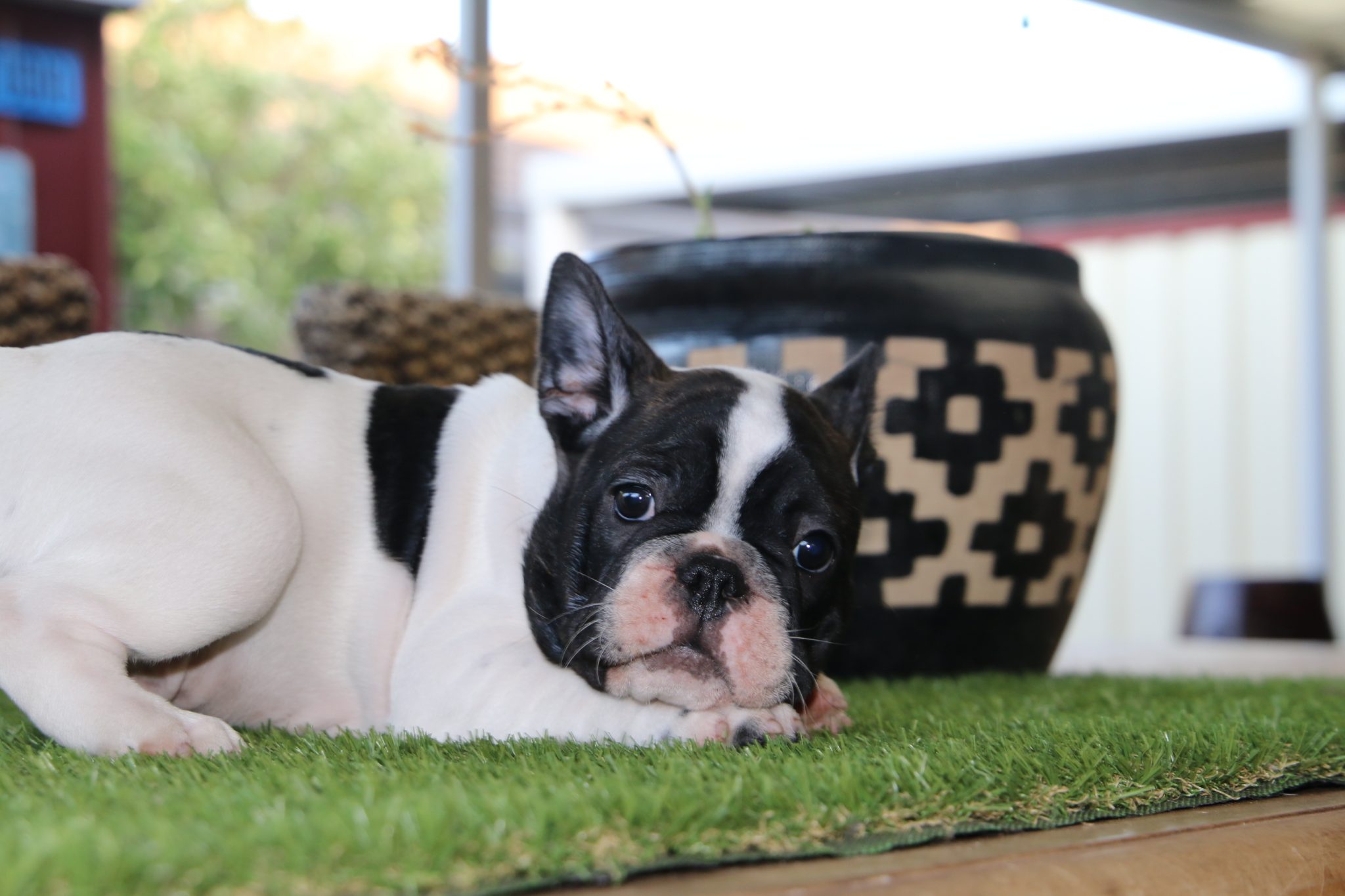 French Bulldog White Brindle Male For Sale!