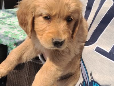 Purebred Golden Retriever Puppies – RPBA No. 14119