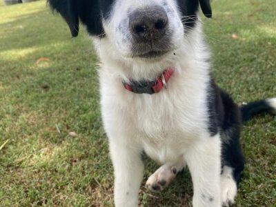 Purebred Black and White Border Collie Puppy