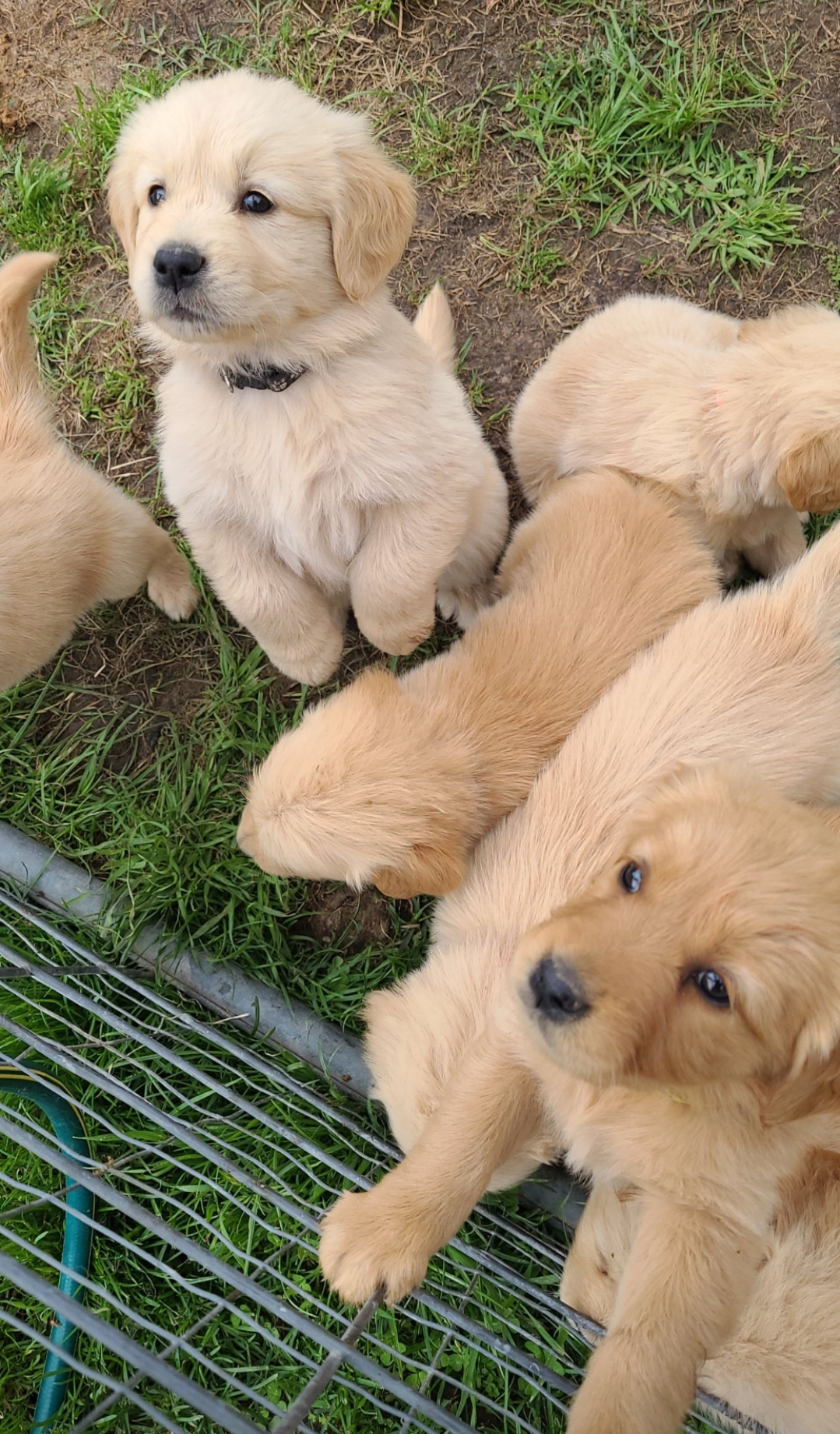 Purebred Golden Retriever Puppies - RPBA No. 14119