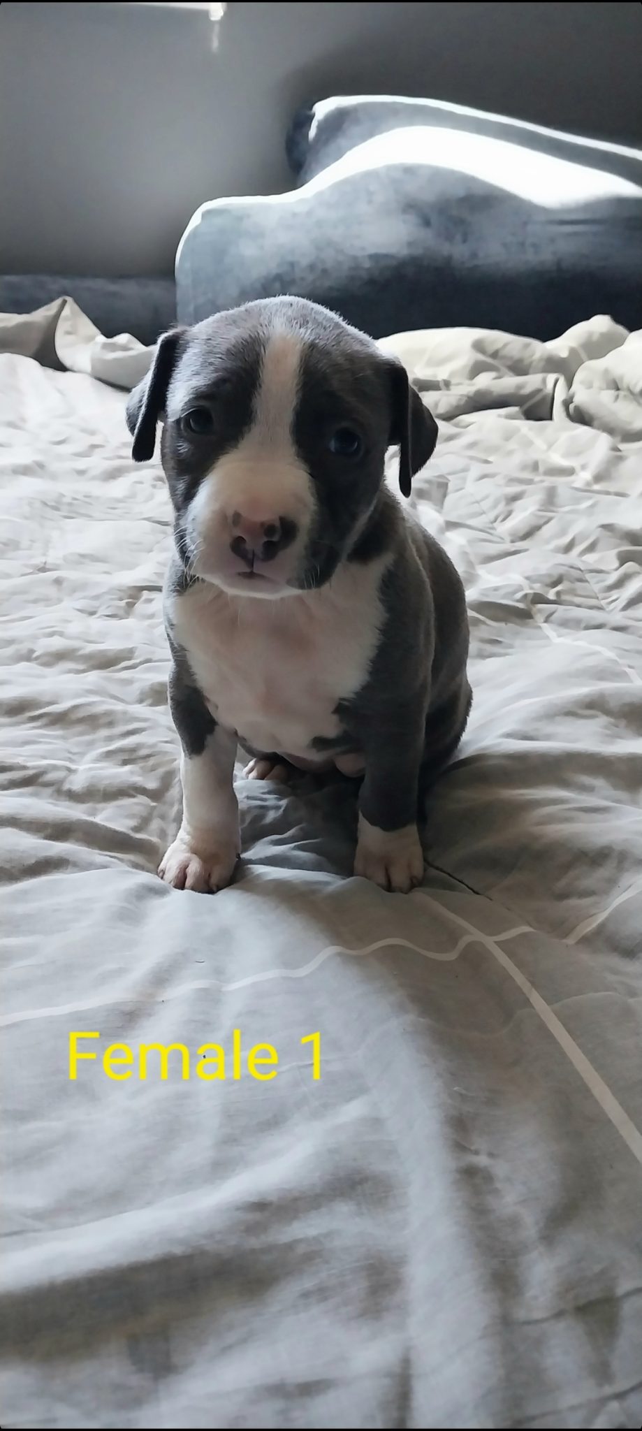 Pure-bred Blue American Staffy Puppies