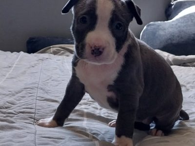 Pure-bred Blue American Staffy Puppies