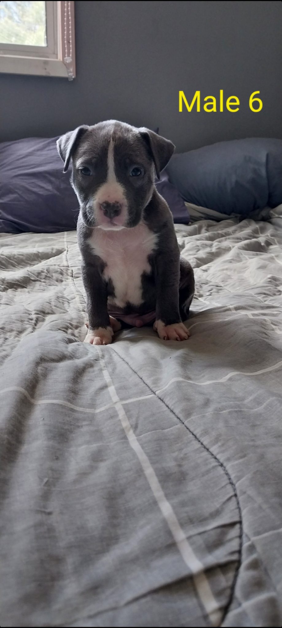 Pure-bred Blue American Staffy Puppies